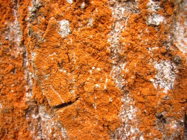 Lichene tendente al rosso